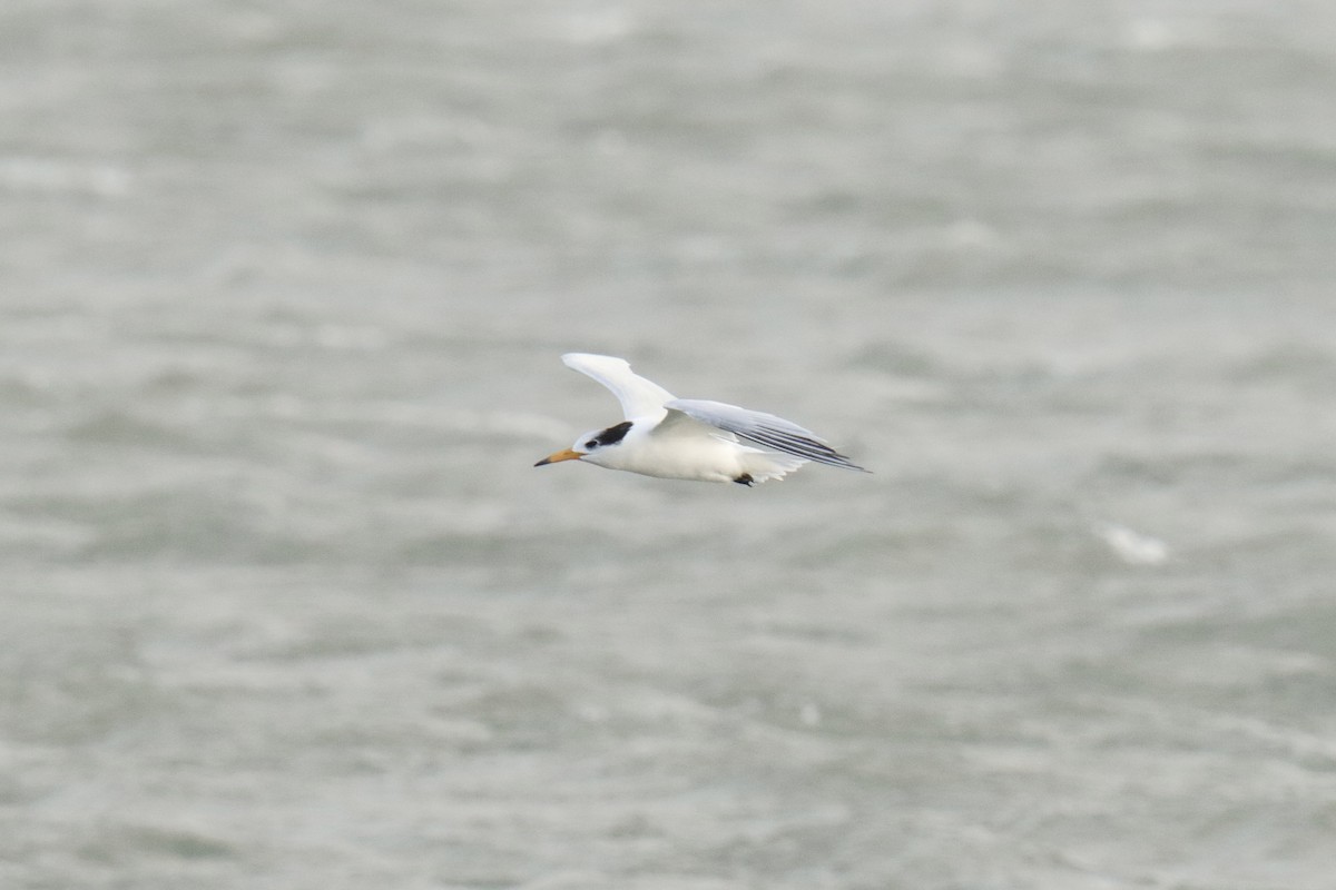 Крячок китайський - ML646845055