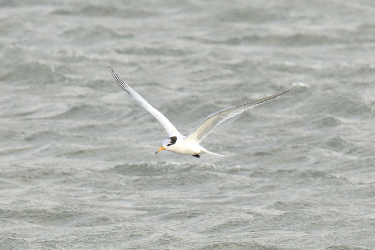 Крячок китайський - ML646845056