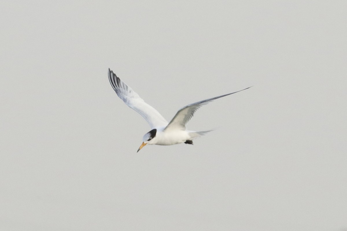 Крячок китайський - ML646845057