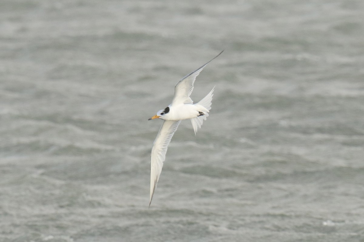 Крячок китайський - ML646845058