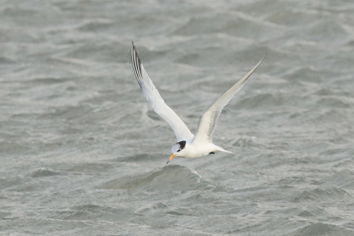 Крячок китайський - ML646845059