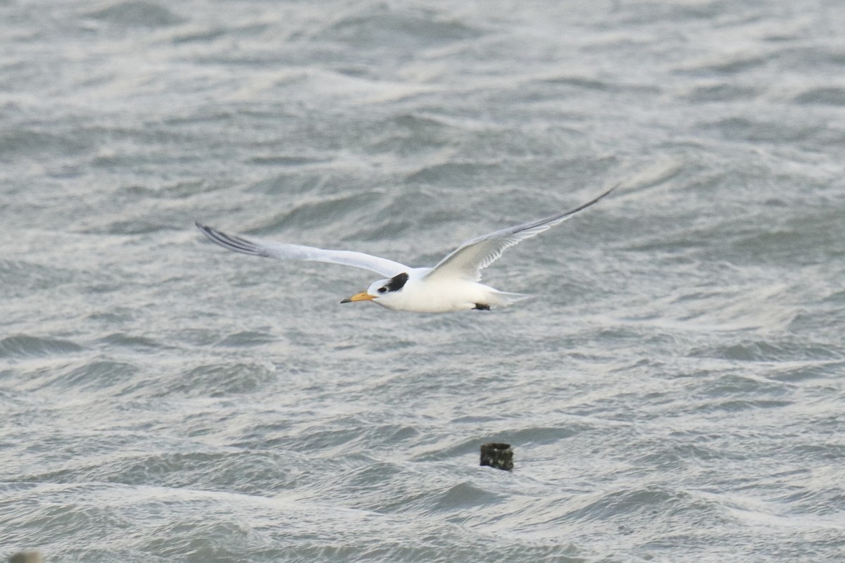 Крячок китайський - ML646845060