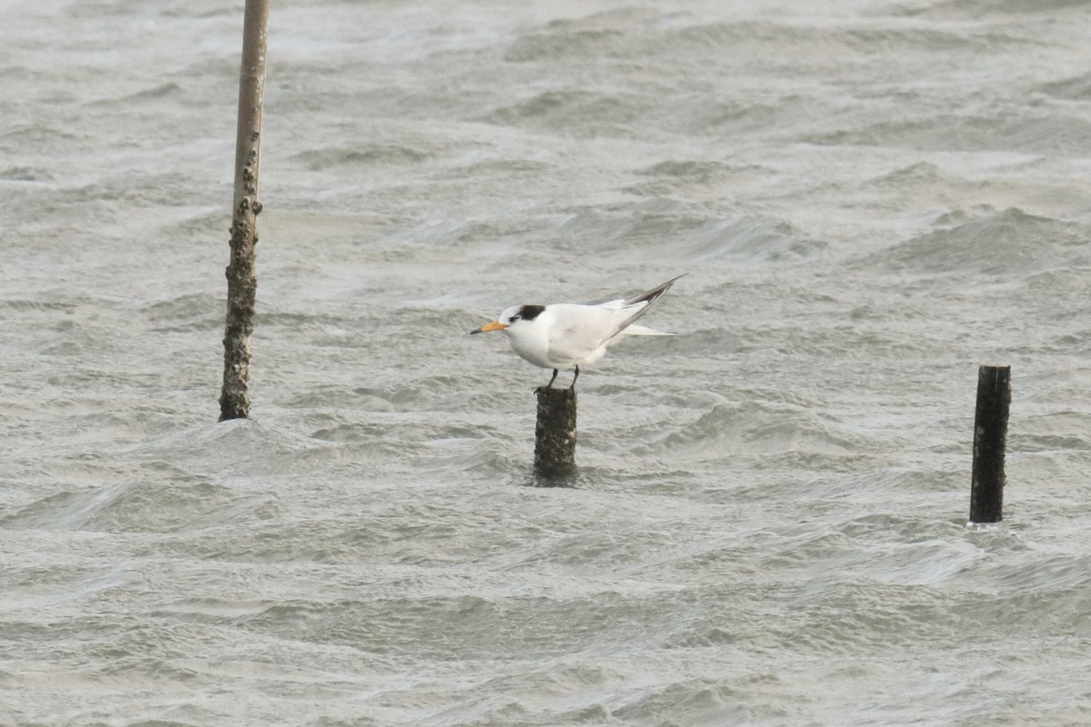 Крячок китайський - ML646845061