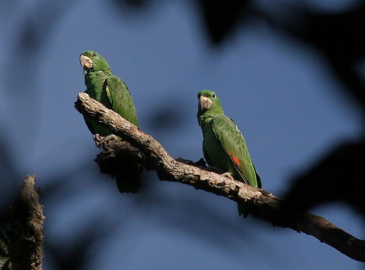 Kawall's Amazon - ML646845062