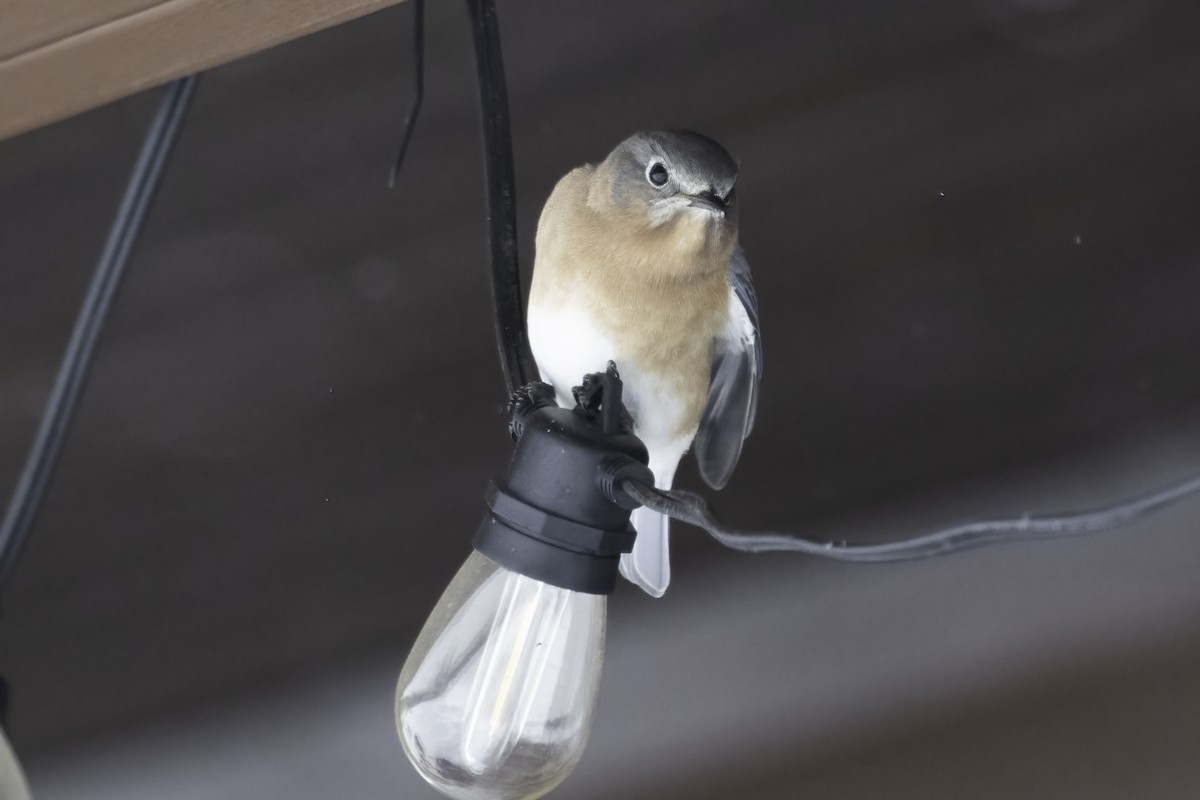 Блакитник східний - ML646845069