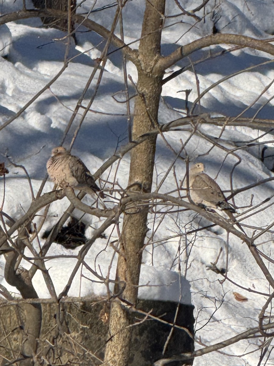 ナゲキバト - ML646845070