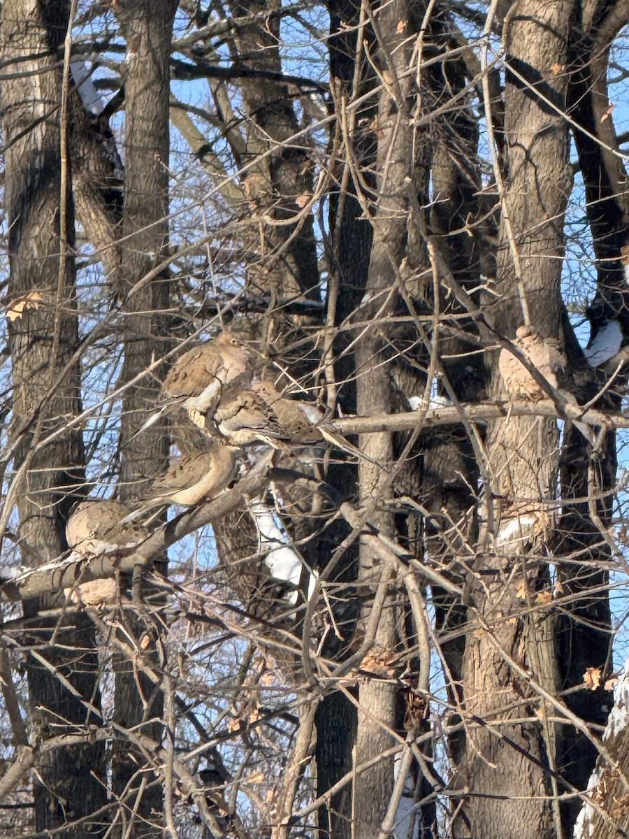 ナゲキバト - ML646845071