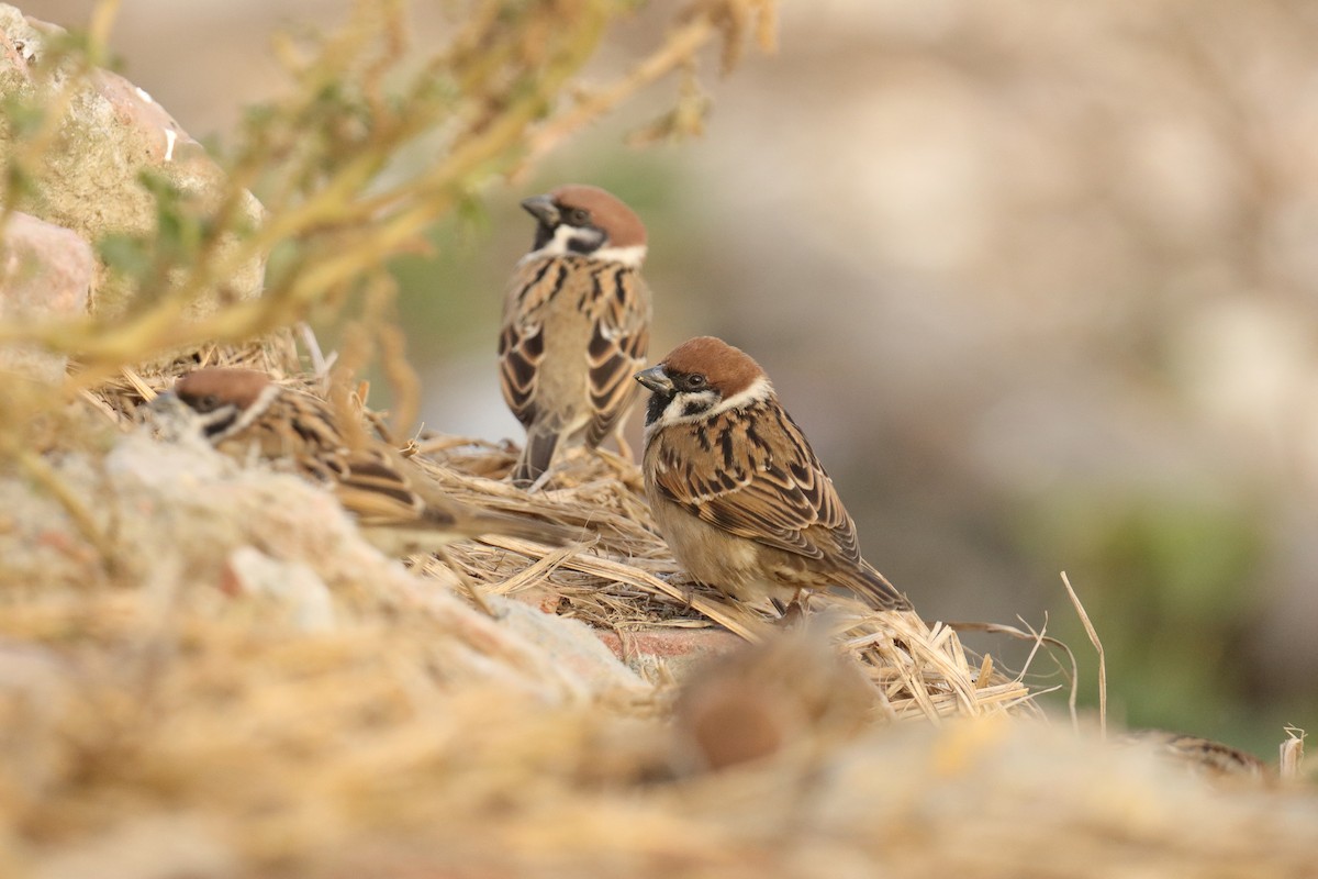 Полевой воробей - ML646845072
