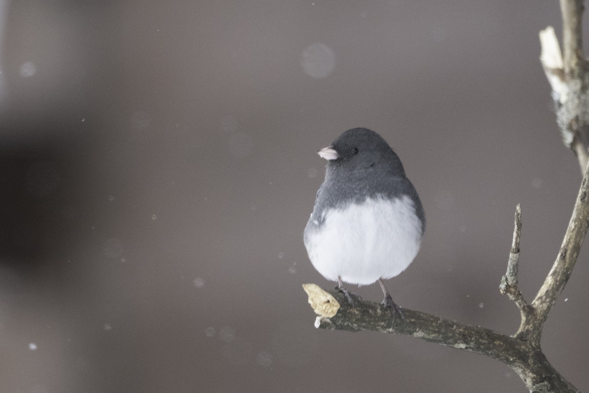 Dark-eyed Junco - ML646845079