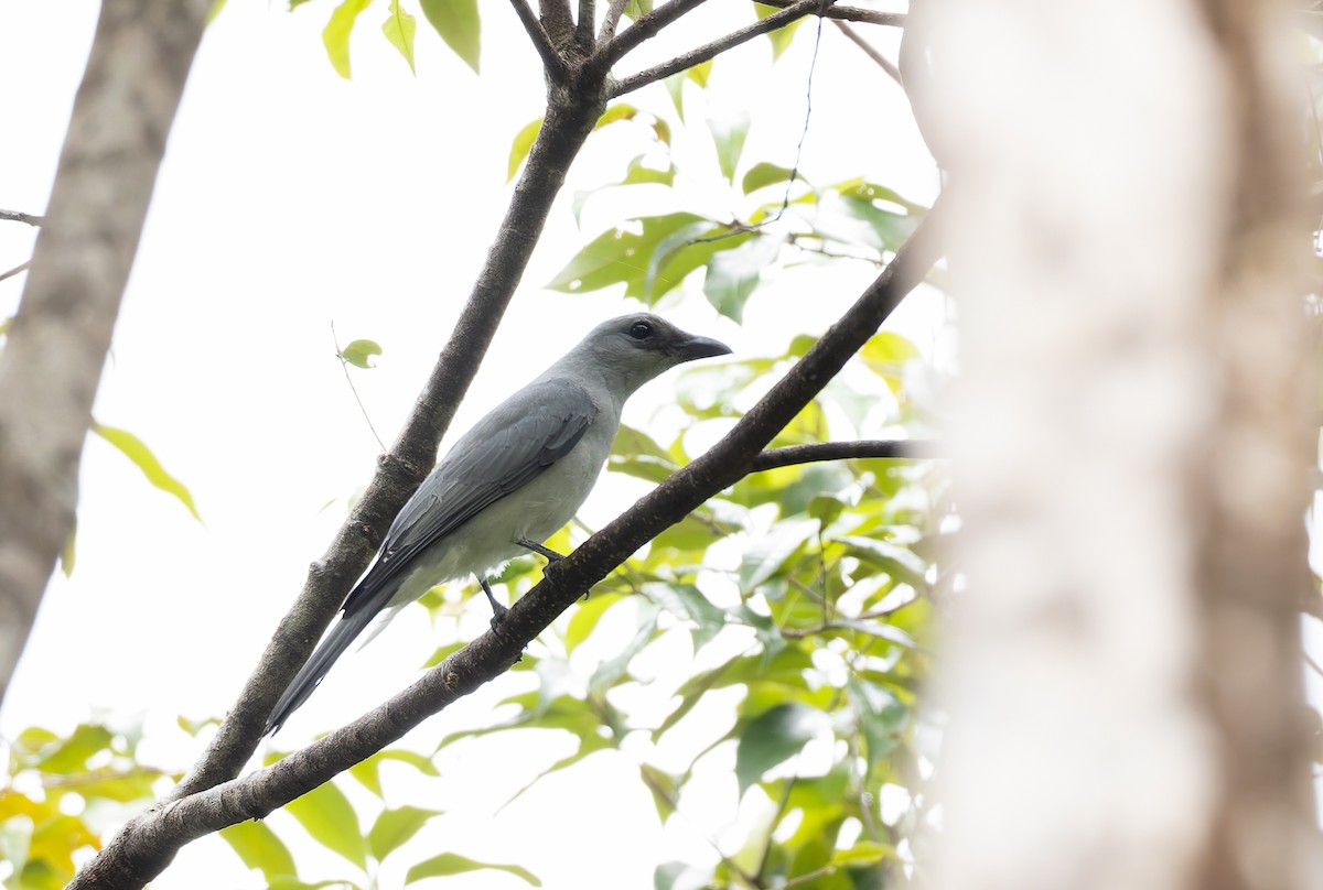 Échenilleur pâle - ML646845081