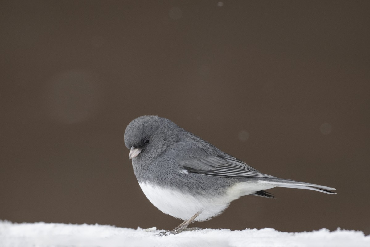 Dark-eyed Junco - ML646845084