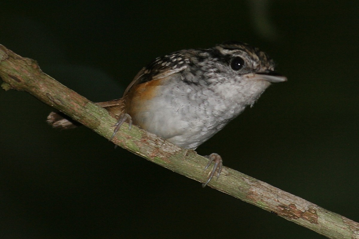 Manicore Warbling-Antbird - ML646845085