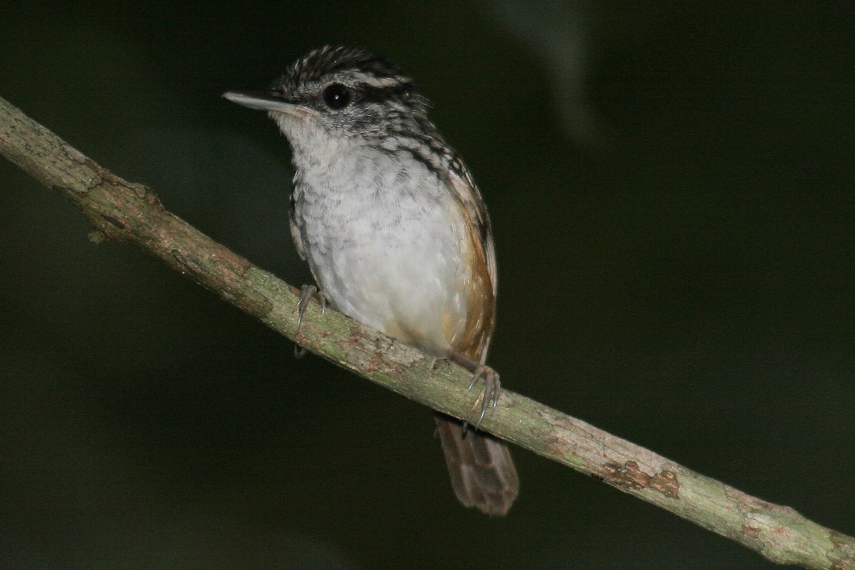 Manicore Warbling-Antbird - ML646845086