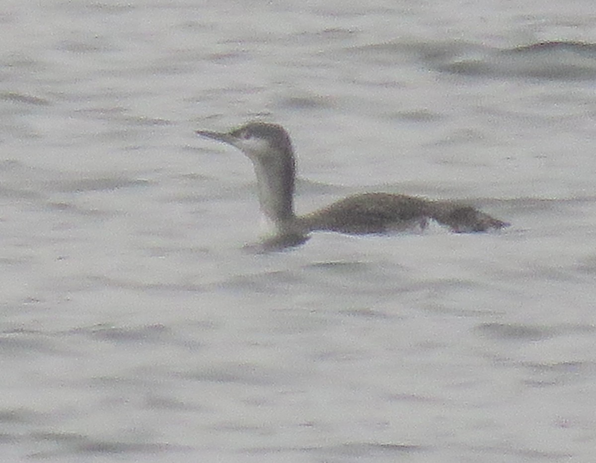 Aliota txikia - ML646845088