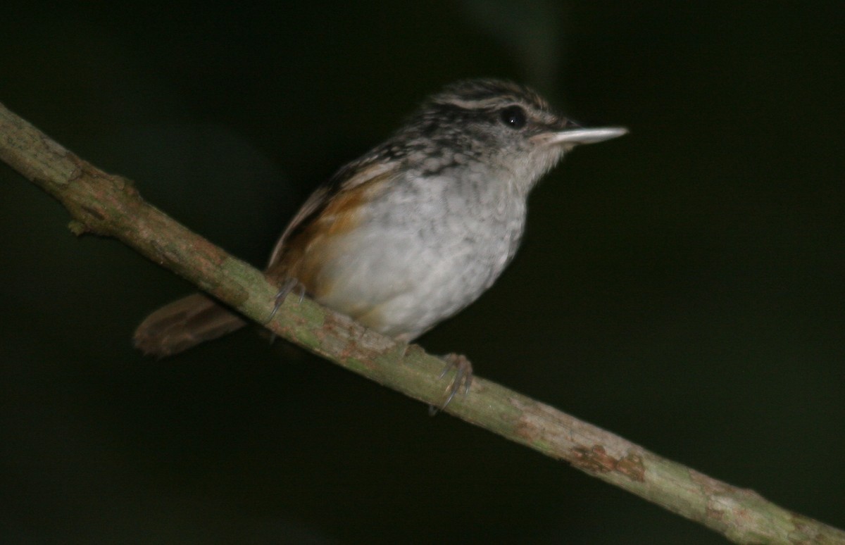 Manicore Warbling-Antbird - ML646845089