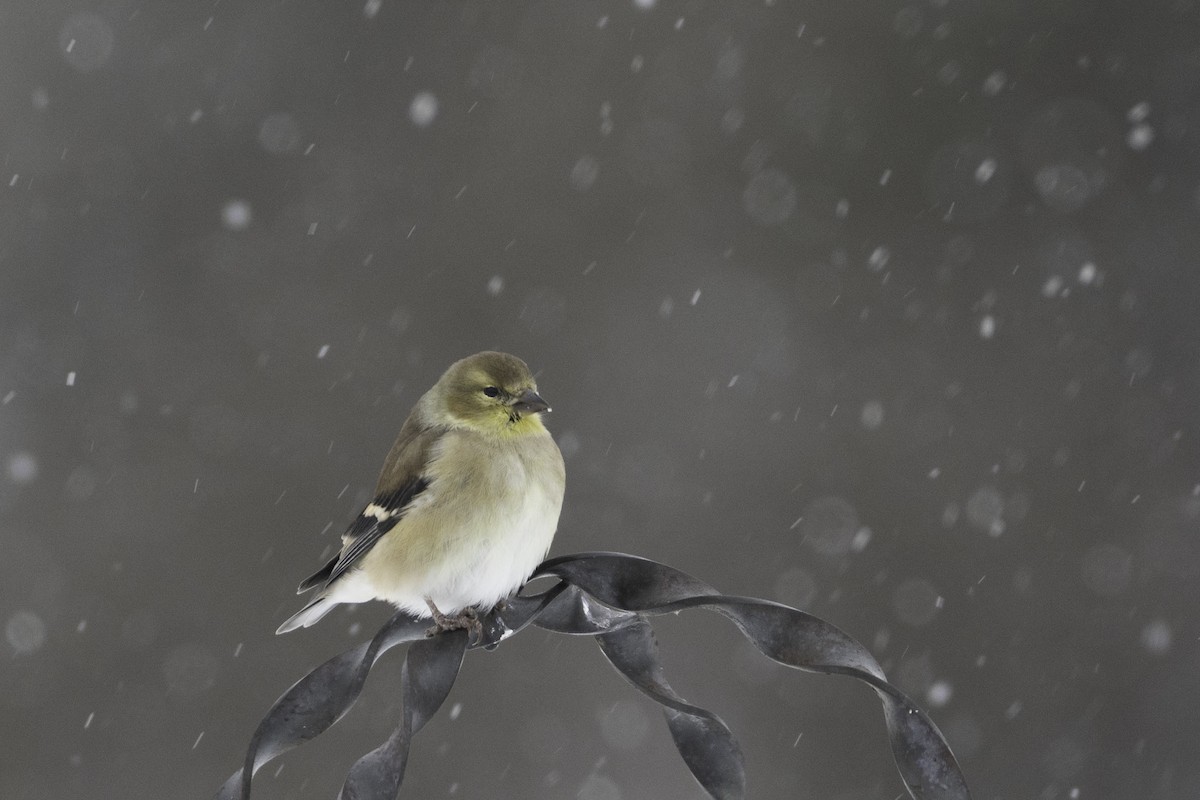 American Goldfinch - ML646845092