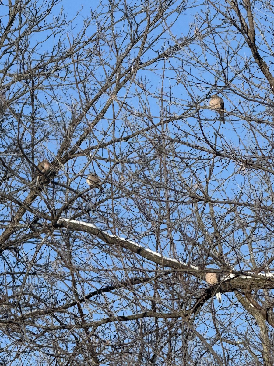 ナゲキバト - ML646845095