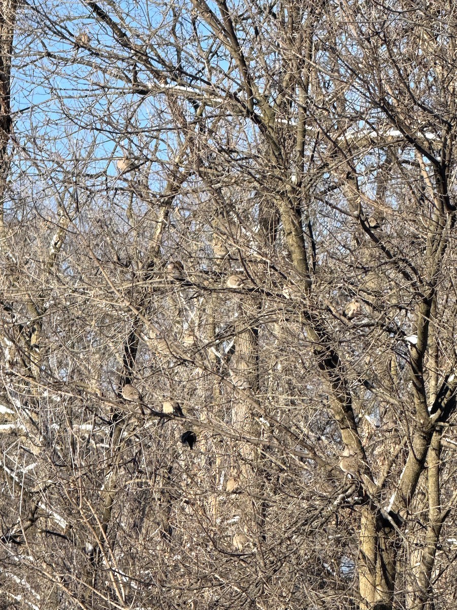 ナゲキバト - ML646845096