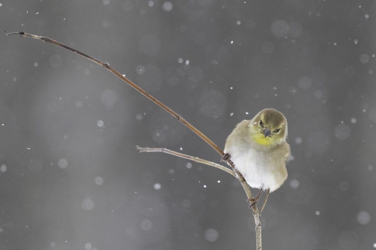 American Goldfinch - ML646845097