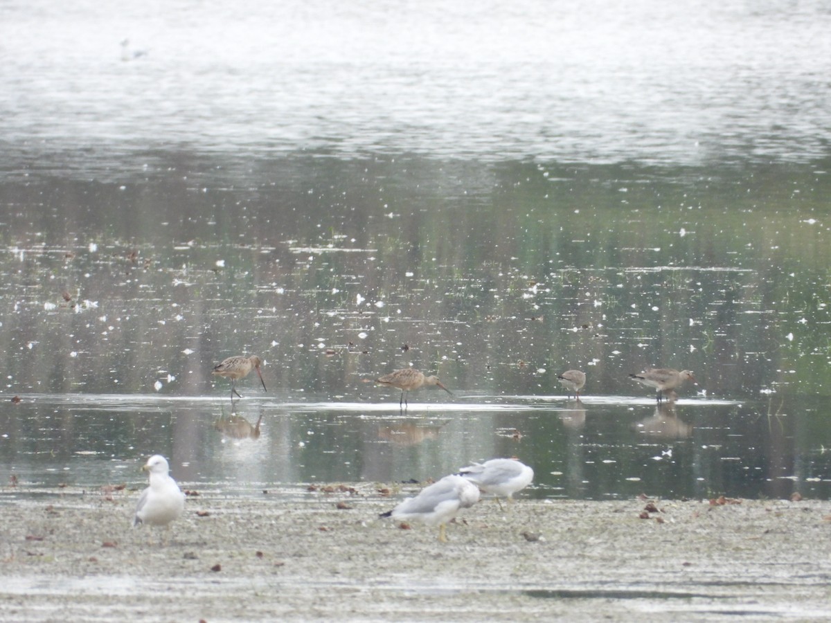 Hudsonian Godwit - ML646845101