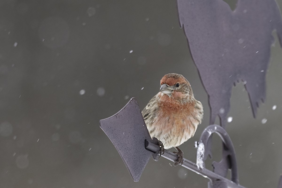 House Finch - ML646845102