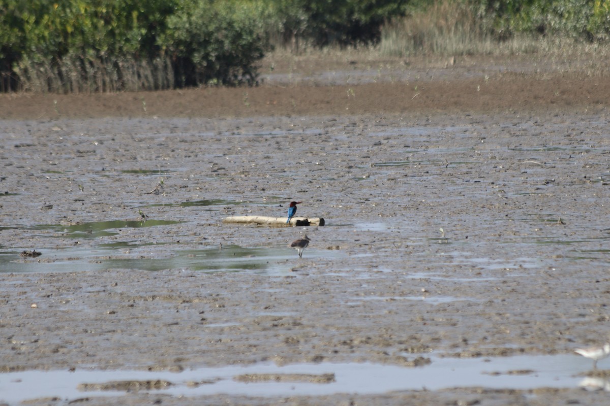 İzmir Yalıçapkını - ML646845103