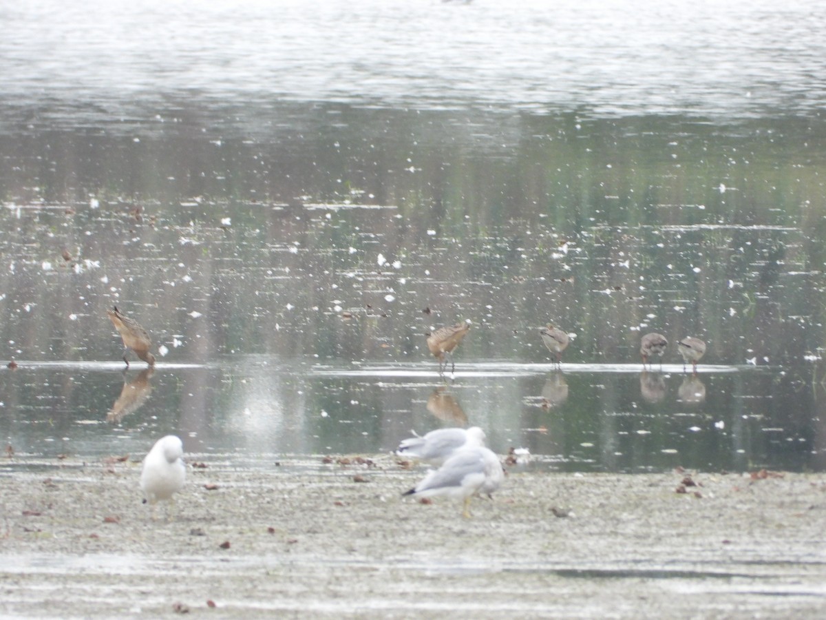 Marbled Godwit - ML646845106
