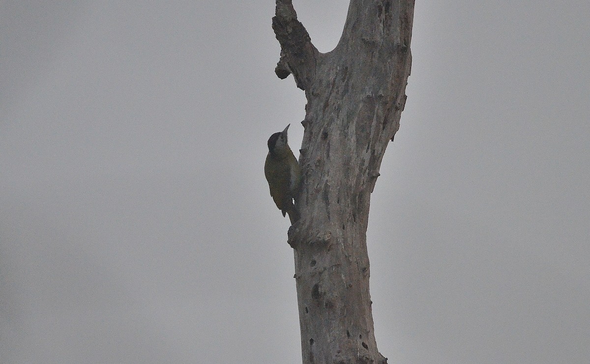 Küçük Yeşil Ağaçkakan - ML646845107