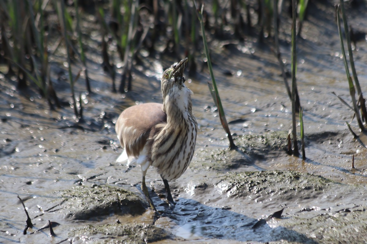 Çin Alaca Balıkçılı - ML646845113