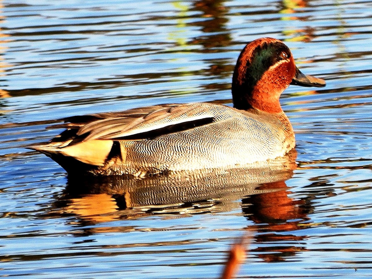 Green-winged Teal - ML646845114