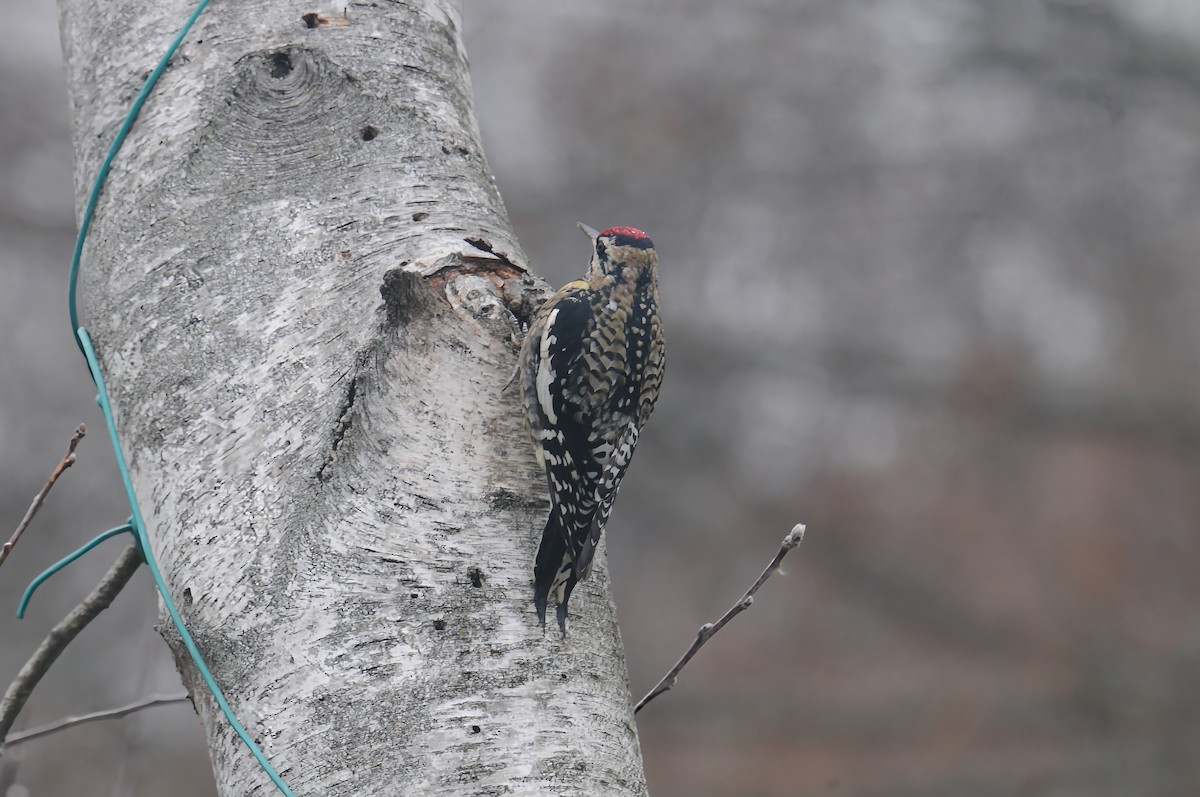 datel rudohrdlý - ML646845115