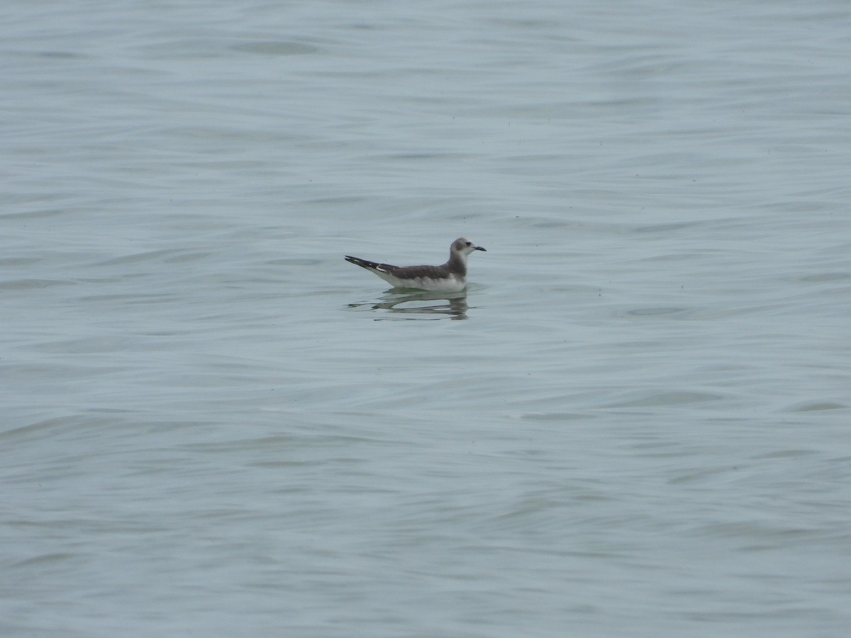 Sabine's Gull - ML646845116