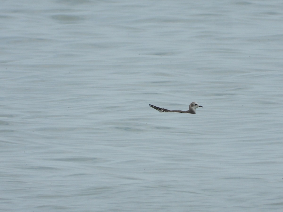 Sabine's Gull - ML646845117