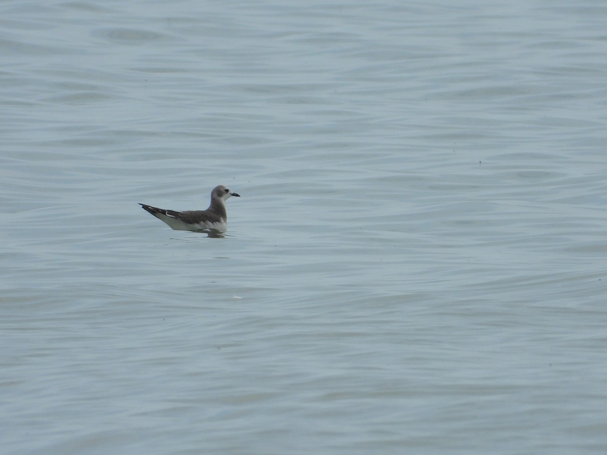 Sabine's Gull - ML646845118
