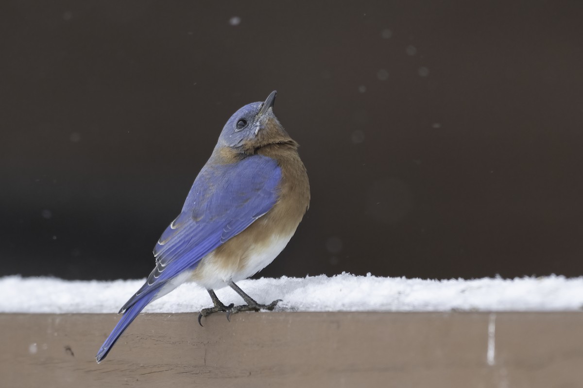 Блакитник східний - ML646845121