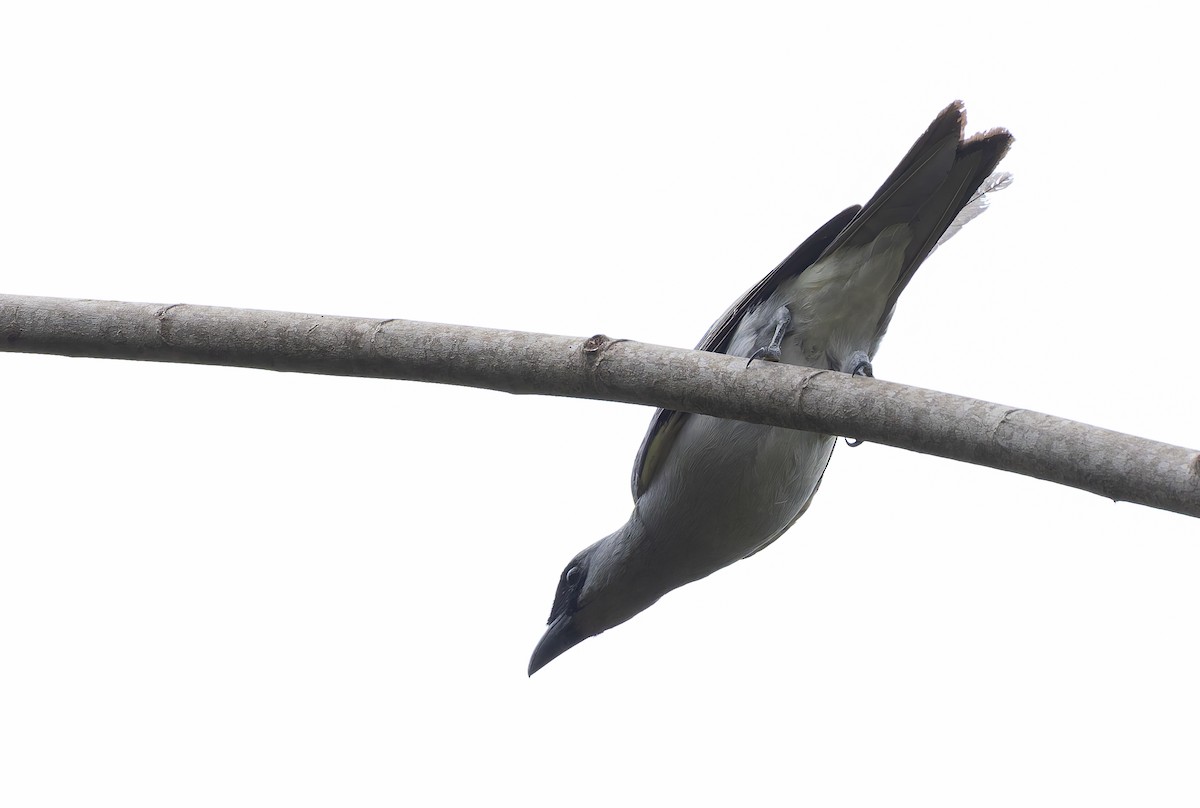 Échenilleur de Buru - ML646845125