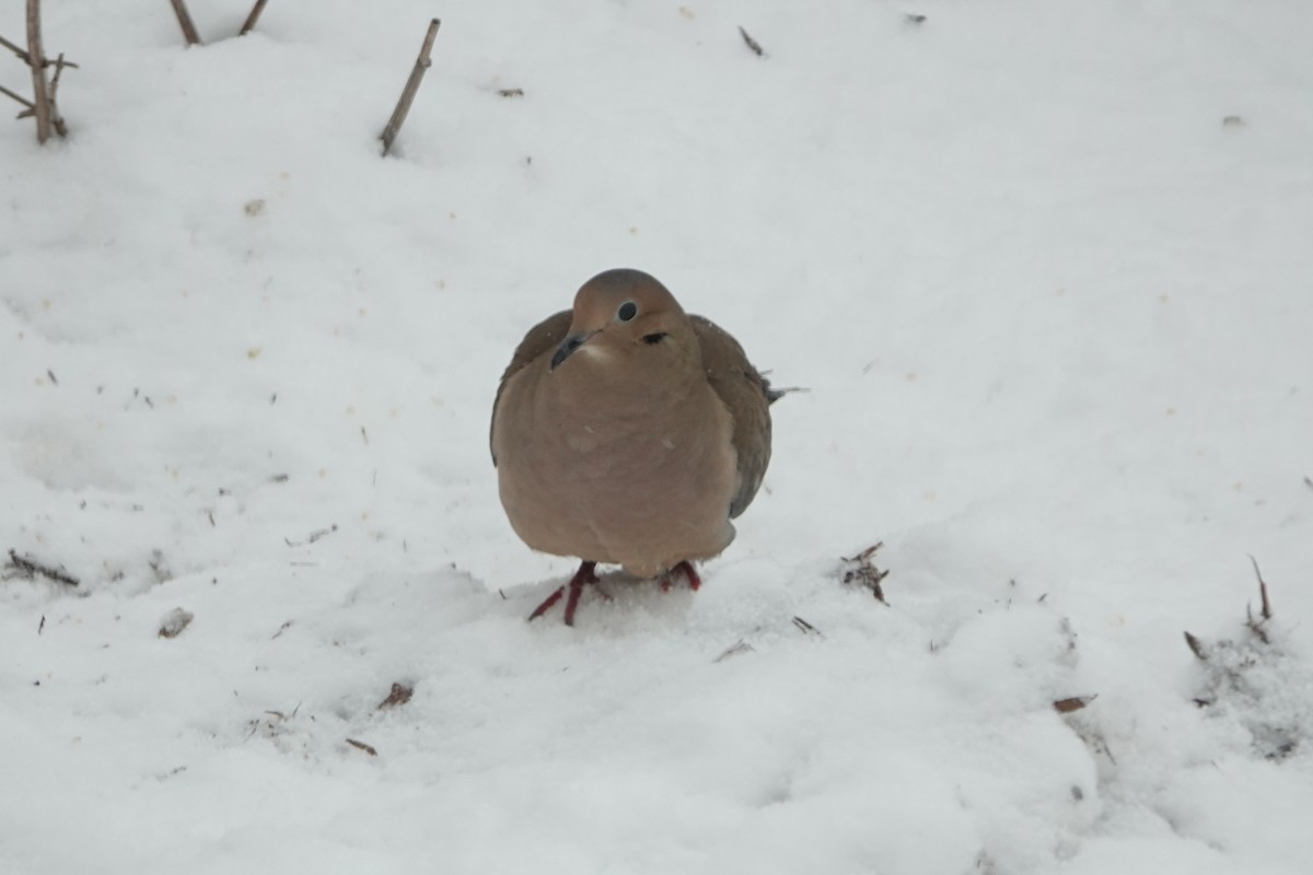 ナゲキバト - ML646845145