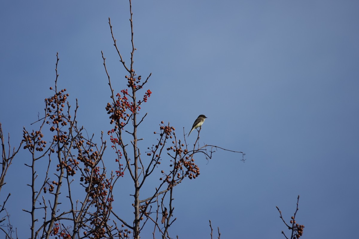 Eastern Phoebe - ML646845148