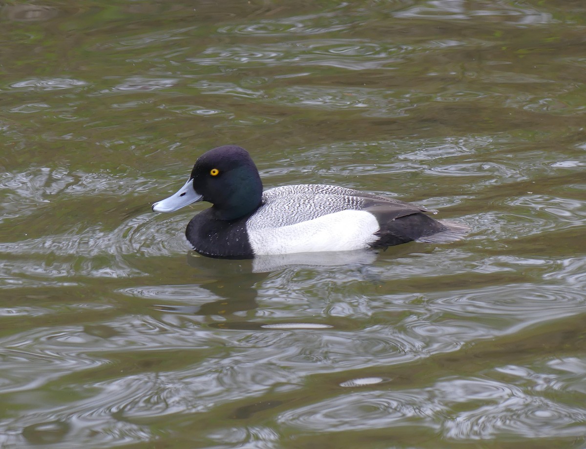 コスズガモ - ML646845151