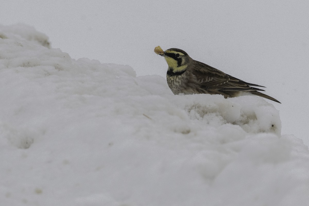 Horned Lark - ML646845152