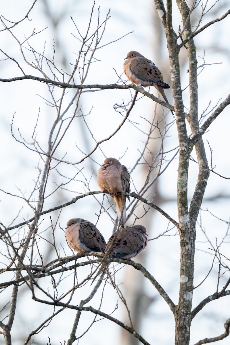 ナゲキバト - ML646845153