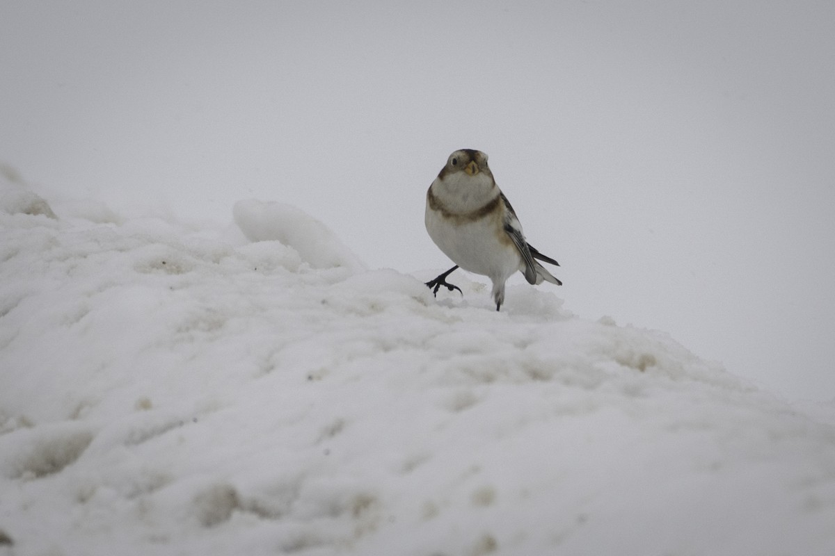 Snow Bunting - ML646845154