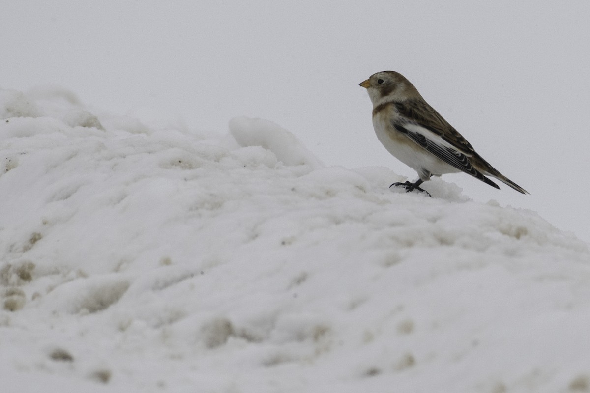 Snow Bunting - ML646845155