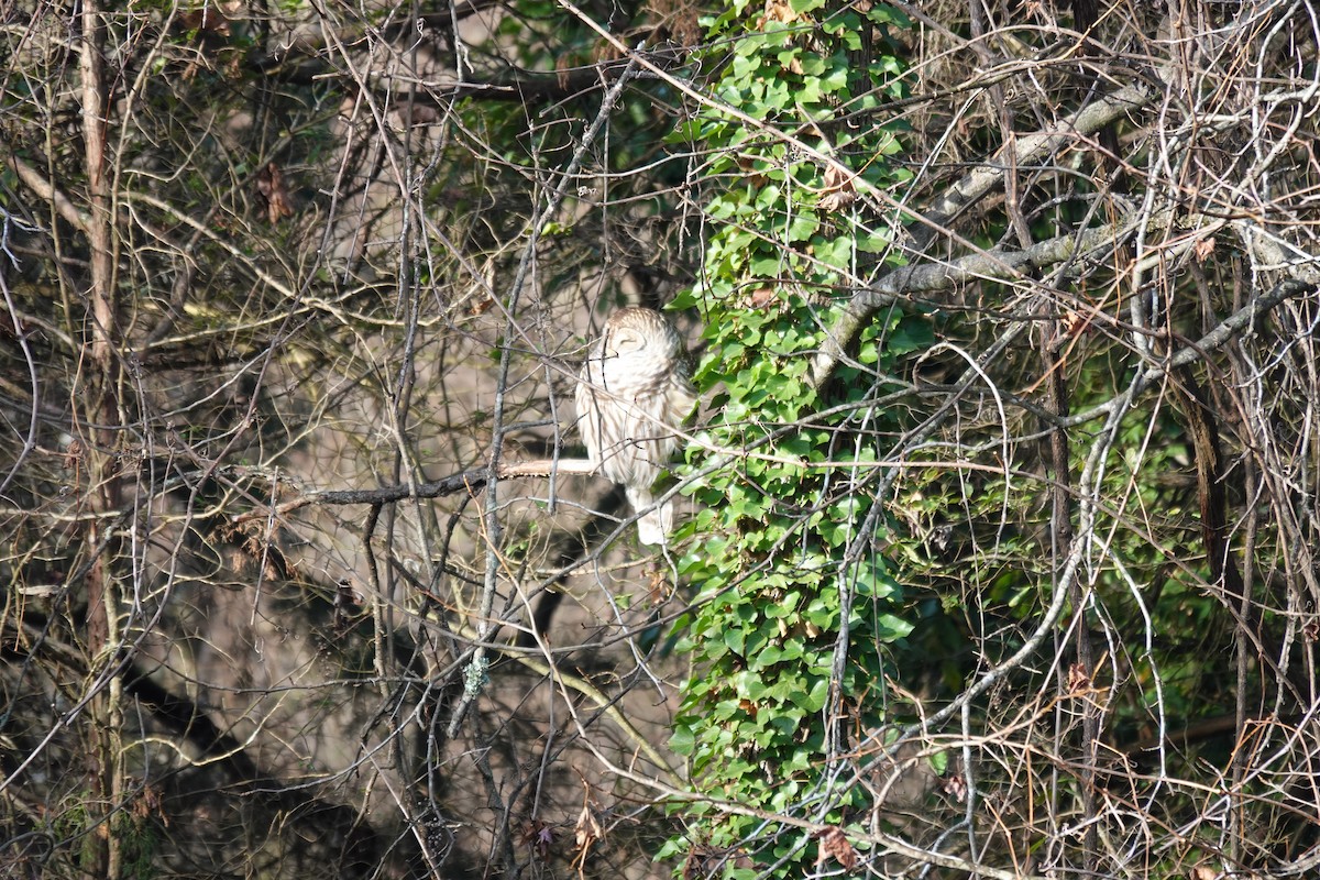 Barred Owl - ML646845156