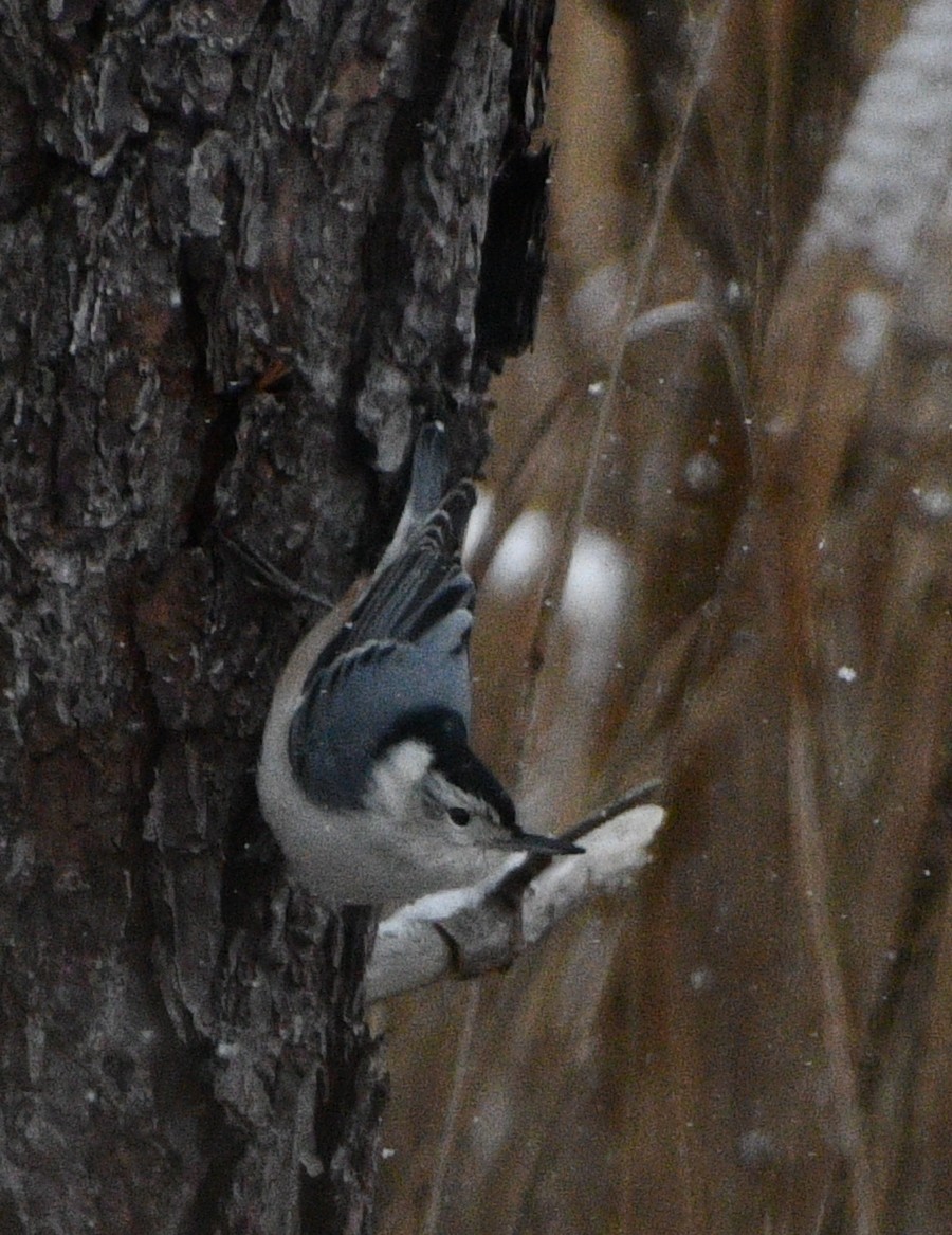 White-breasted Nuthatch - ML646845158