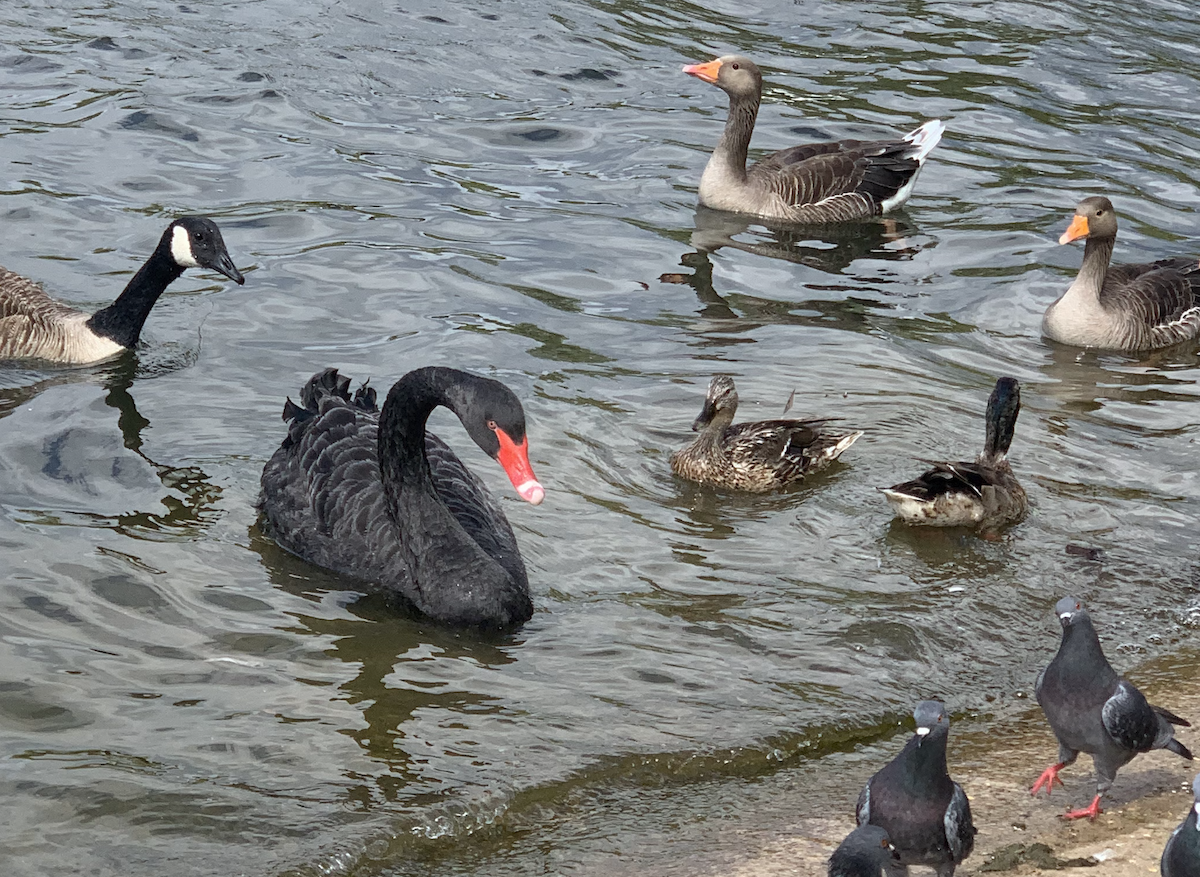 Black Swan - ML646845160