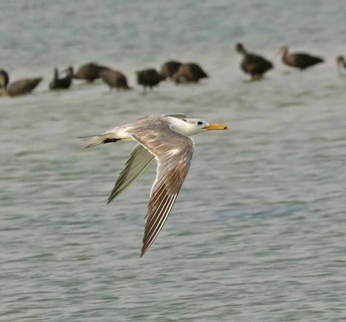 Tepeli Büyük Sumru - ML646845164