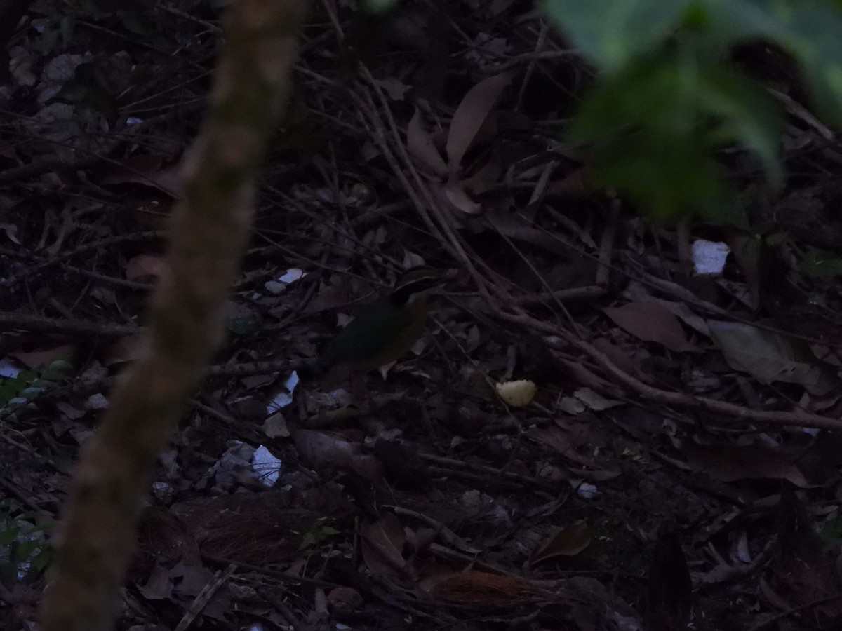 Indian Pitta - ML646845165