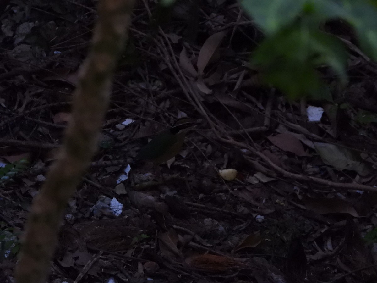 Indian Pitta - ML646845166