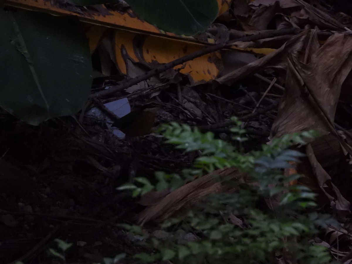 Indian Pitta - ML646845167